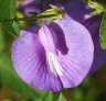 Butterfly Pea (Centrosema virginianum) - Photo by Doug Kimball
